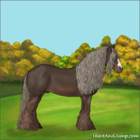 Horse Color:Liver Chestnut Mushroom 