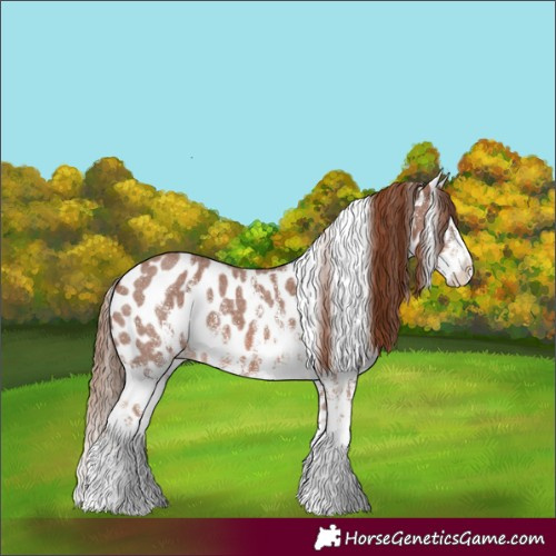 Horse Color:Chestnut Sabino Appaloosa