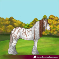 Horse Color:Chestnut Sabino Appaloosa 
