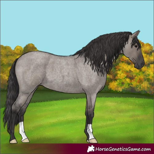 Horse Color:Smoky Grullo Roan 