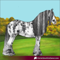 Horse Color:Black Sabino Splash 