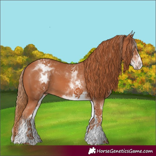 Horse Color:White Spotted Chestnut 