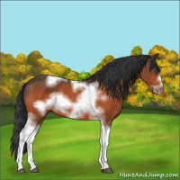 Horse Color:Bay Sabino Tobiano Frame 