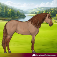 Horse Color:Red Dun Rabicano 