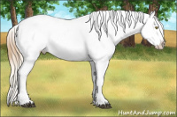 Horse Color:Palomino Appaloosa  and Chestnut Appaloosa 