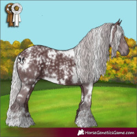 Horse Color:White Spotted Chocolate Silver Black Chinchilla 