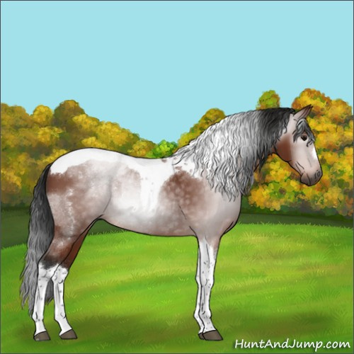 Horse Color:Gray Bay Tobiano Rabicano 