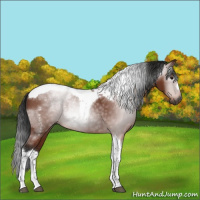 Horse Color:Gray Bay Tobiano Rabicano 