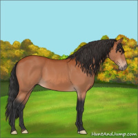 Horse Color:Brown 