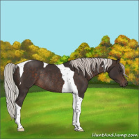 Horse Color:Silver Brown Tobiano Rabicano