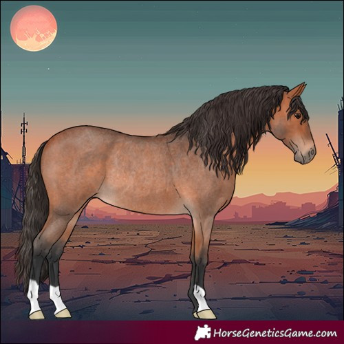 Horse Color:Bay Roan Rabicano
