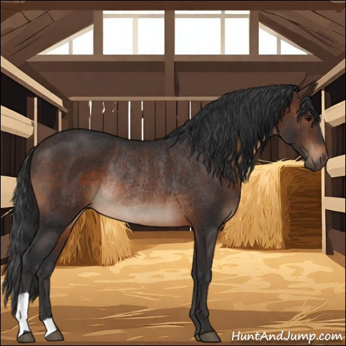 Horse Color:Brown Rabicano