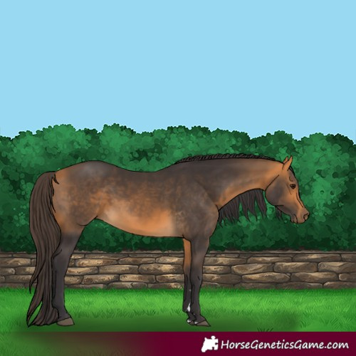 Horse Color:Buckskin 