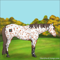 Horse Color:Bay Appaloosa 