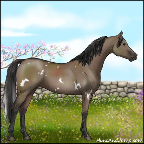 Horse Color:White Spotted Liver Red Dun