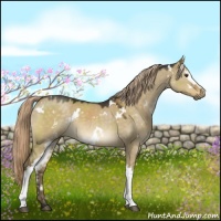 Horse Color:White Spotted Chocolate Palomino Dun 