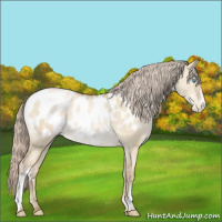 Horse Color:White Spotted Chocolate Palomino Pearl Dun Appaloosa 