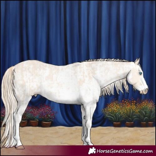 Horse Color:Perlino Sabino and Perlino Sabino