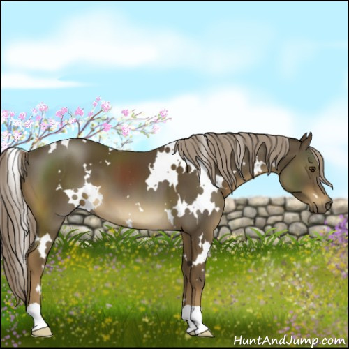 Horse Color:White Spotted Chocolate Palomino
