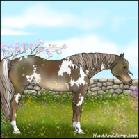 Horse Color:White Spotted Chocolate Palomino 
