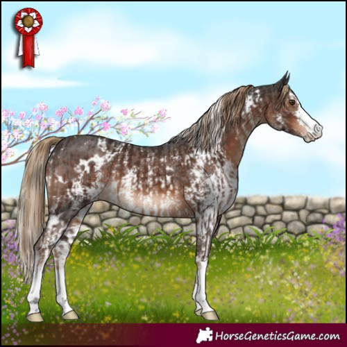 Horse Color:Liver Chestnut and White Spotted Liver Chestnut Sabino
