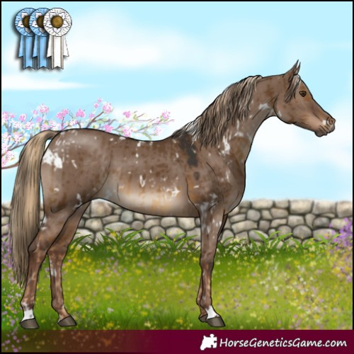Horse Color:White Spotted Chocolate Palomino and White Spotted Liver Red Dun