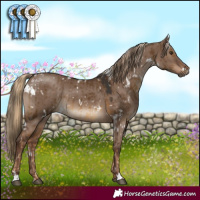 Horse Color:White Spotted Chocolate Palomino and White Spotted Liver Red Dun