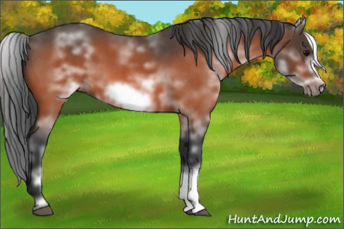 Horse Color:White Spotted Bay Roan Frame 