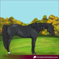 Horse Color:Black 