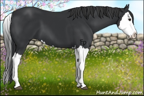 Horse Color:Black Splash