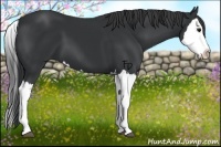 Horse Color:Black Splash