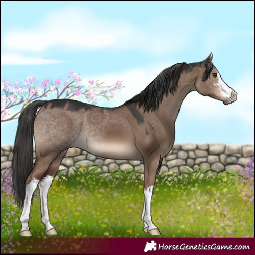 Horse Color:White Spotted Liver Red Dun