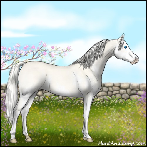 Horse Color:Cremello Dun Sabino Splash 