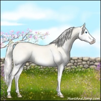 Horse Color:Cremello Dun Sabino Splash 