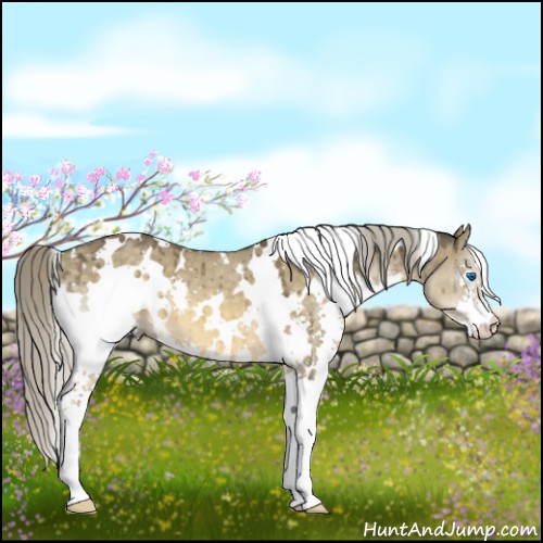Horse Color:White Spotted Chocolate Palomino Dun Mushroom Splash Brindle 