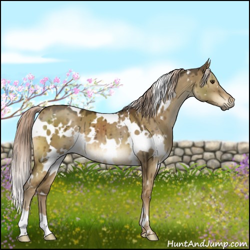 Horse Color:White Spotted Chocolate Palomino Dun Brindle