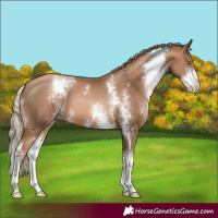 Horse Color:Liver Chestnut Pearl Sabino 