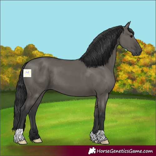 Horse Color:Grullo 