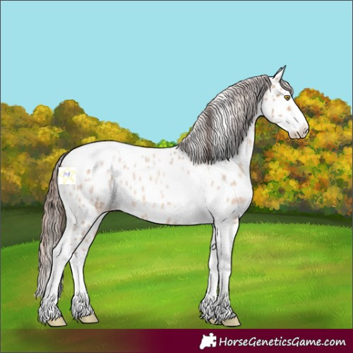 Horse Color:Amber Champagne Roan Splash Tobiano Appaloosa 