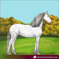Horse Color:Amber Champagne Roan Splash Tobiano Near Leopard 
