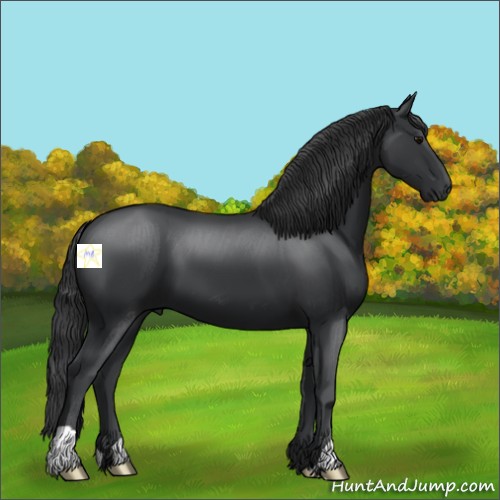 Horse Color:Black 