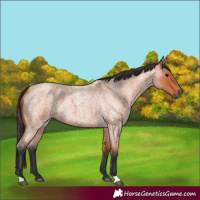 Horse Color:Bay Roan 