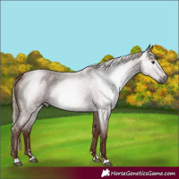 Horse Color:Gray Red Roan 