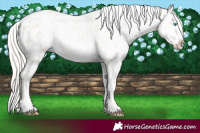 Horse Color:Gold Cream Champagne Pearl Appaloosa 