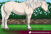 Horse Color:Cremello 