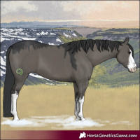 Horse Color:White Spotted Grullo 