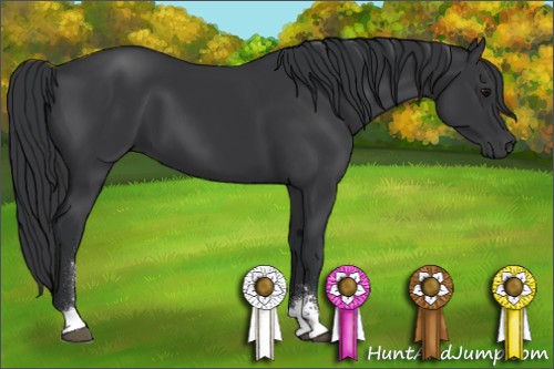 Horse Color:Black Sabino 