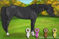 Horse Color:Black Sabino 