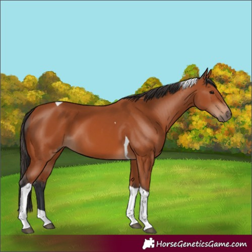 Horse Color:Bay Tobiano