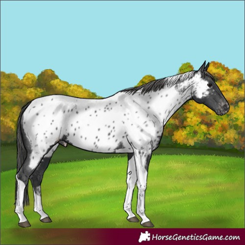Horse Color:Black Tobiano Near Leopard